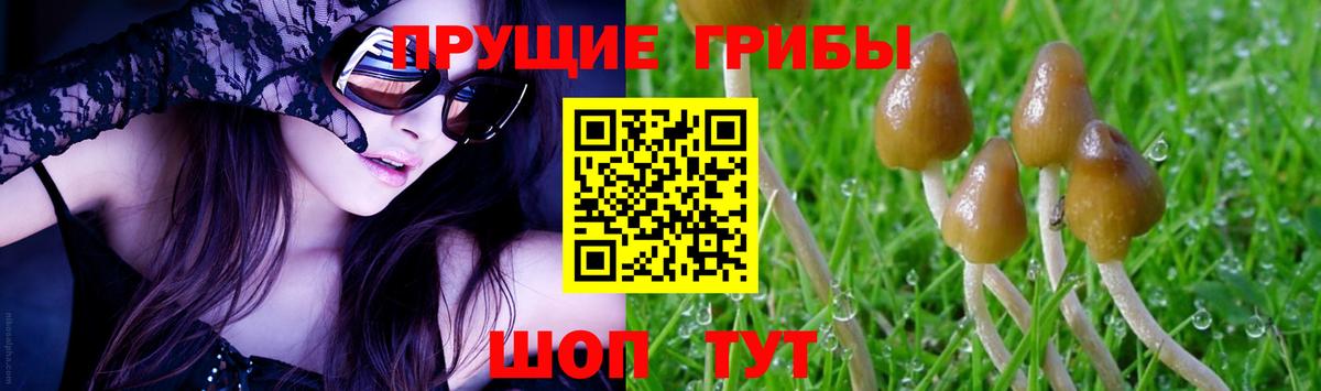 Галлюциногенные грибы Psilocybe Ижевск